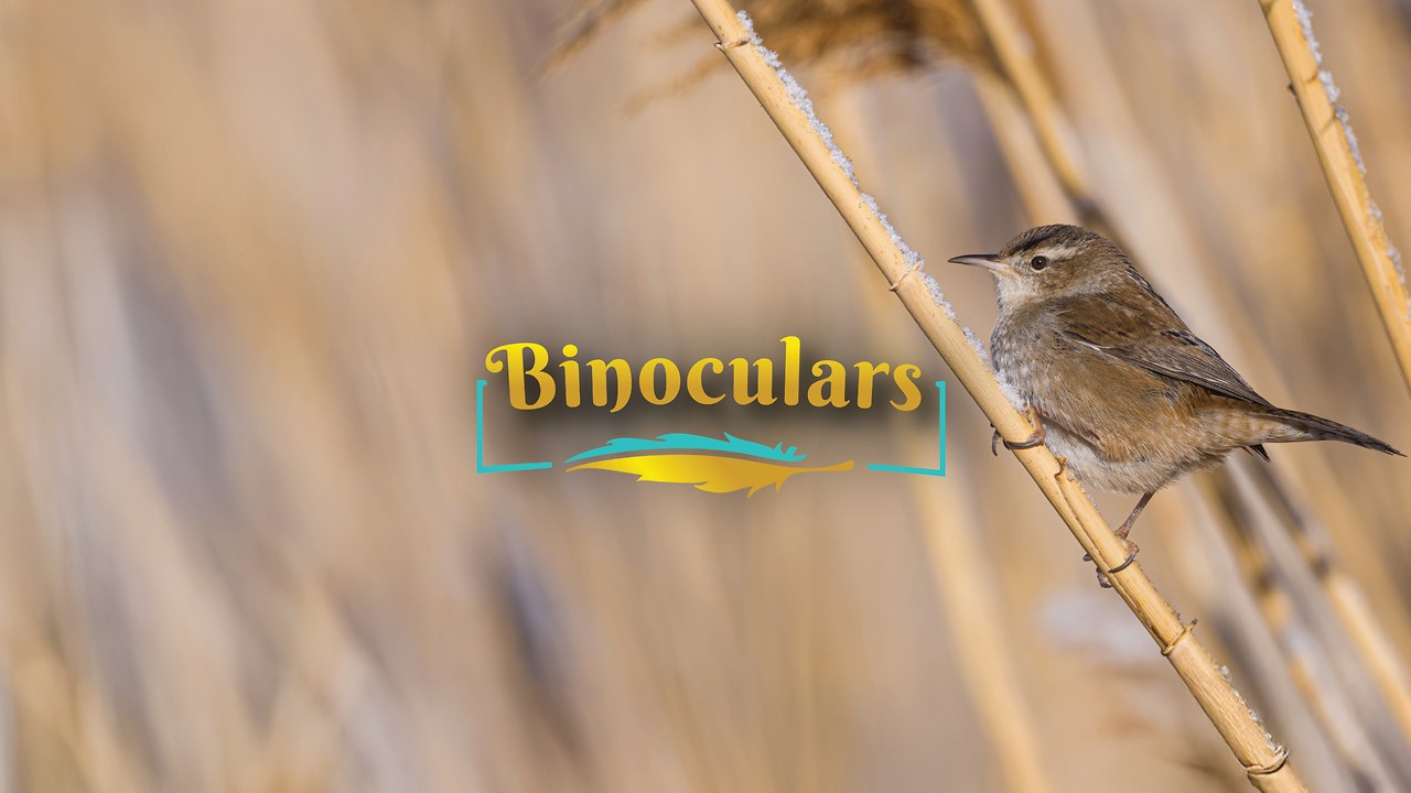 Best binoculars for birding