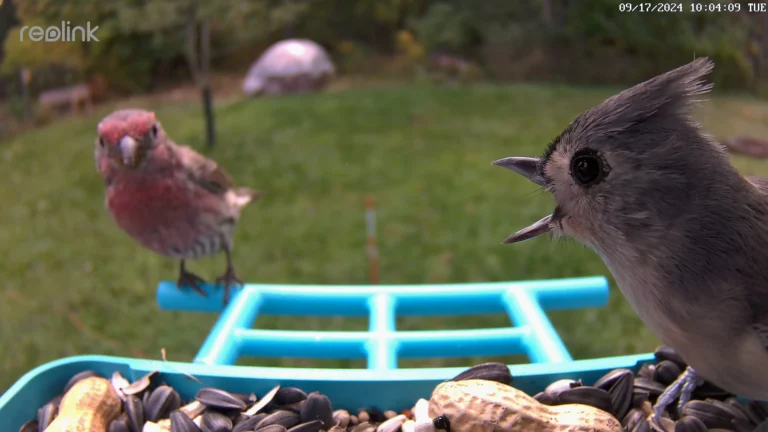 10 Best Bird Feeders with Camera (2026)