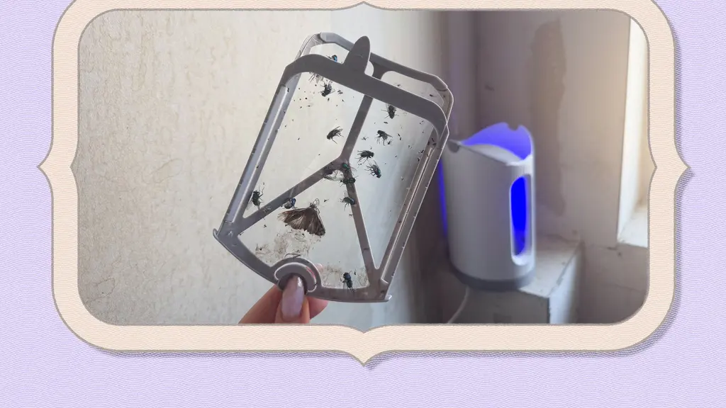 Best bug traps for home