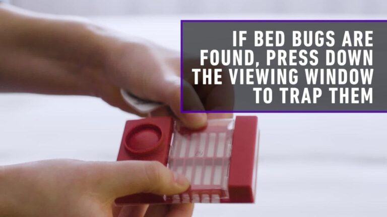 10 Best Bug Traps for Home (2026)