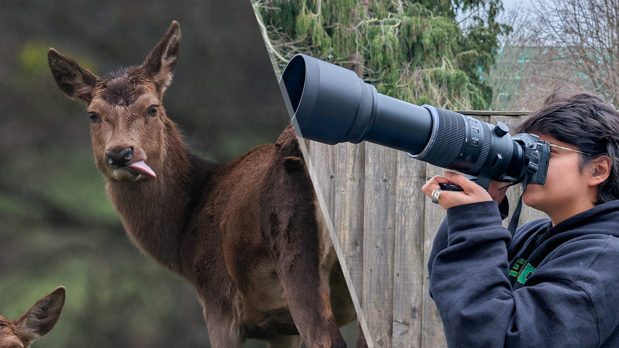 How to choose a wildlife camera: best cameras to photograph wildlife