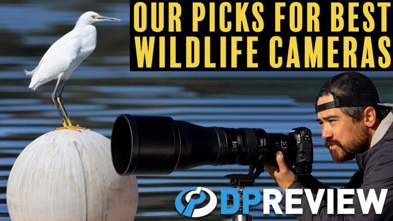 10 Best Cameras to Photograph Wildlife (2026)