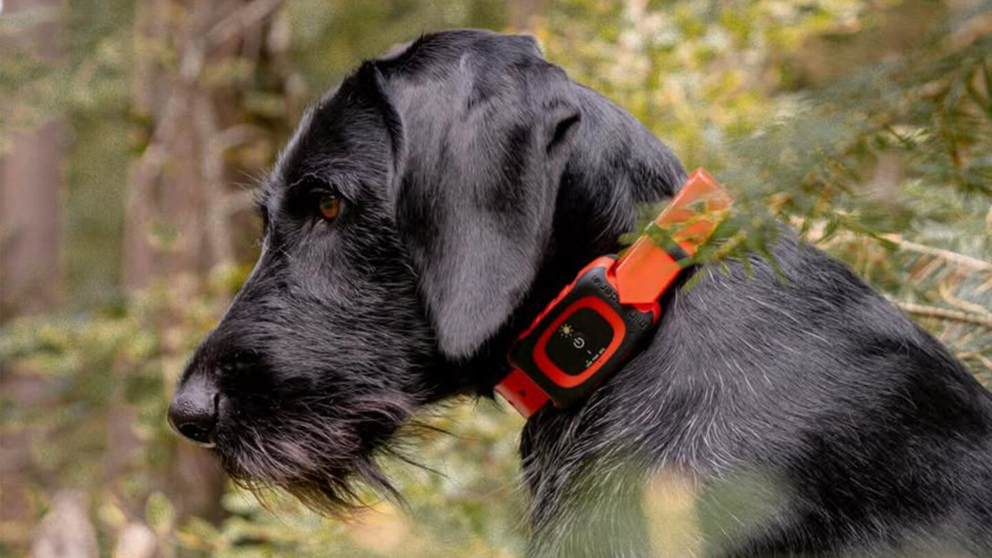 Best dog gps tracker