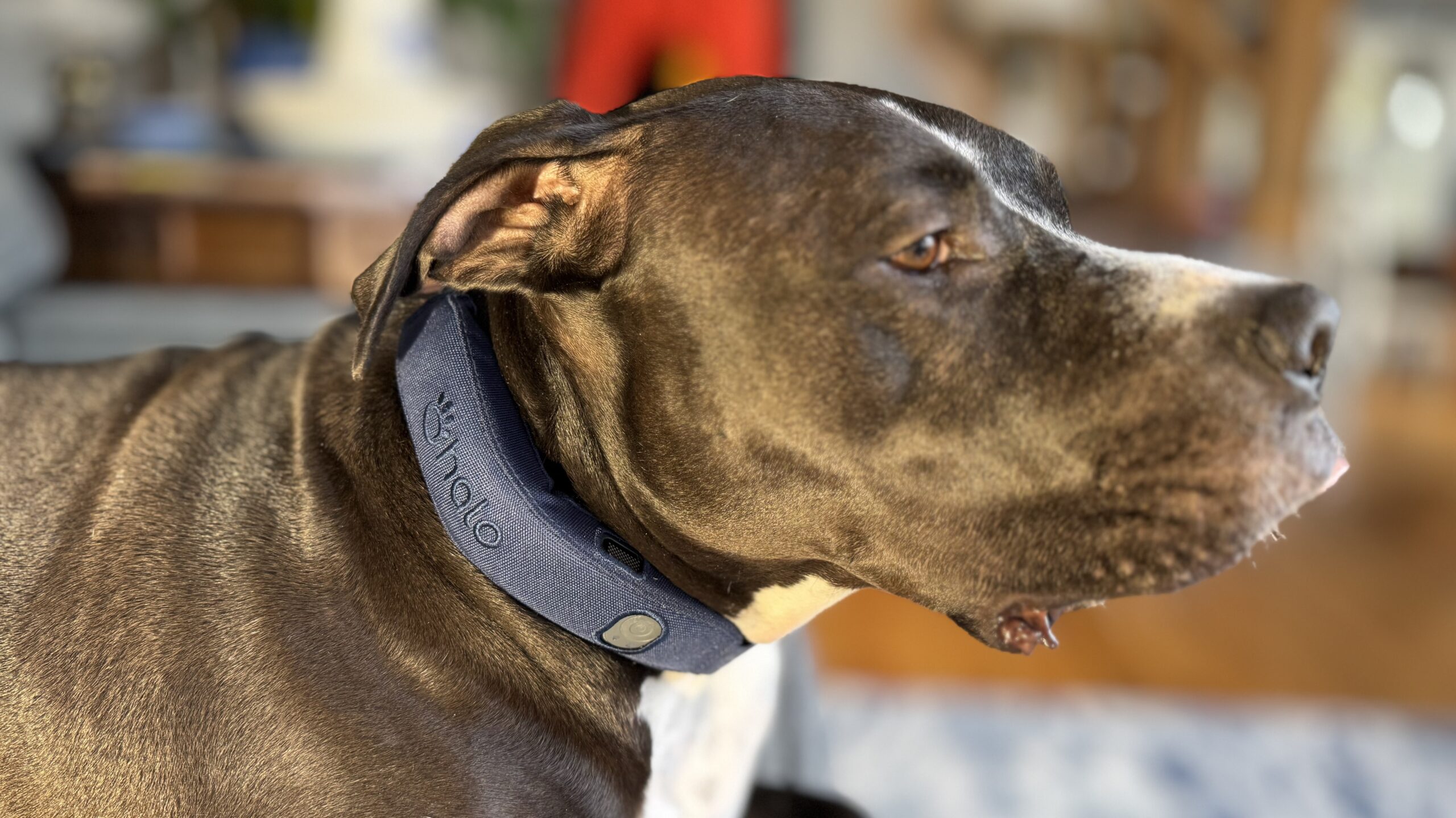 Best dog gps tracker