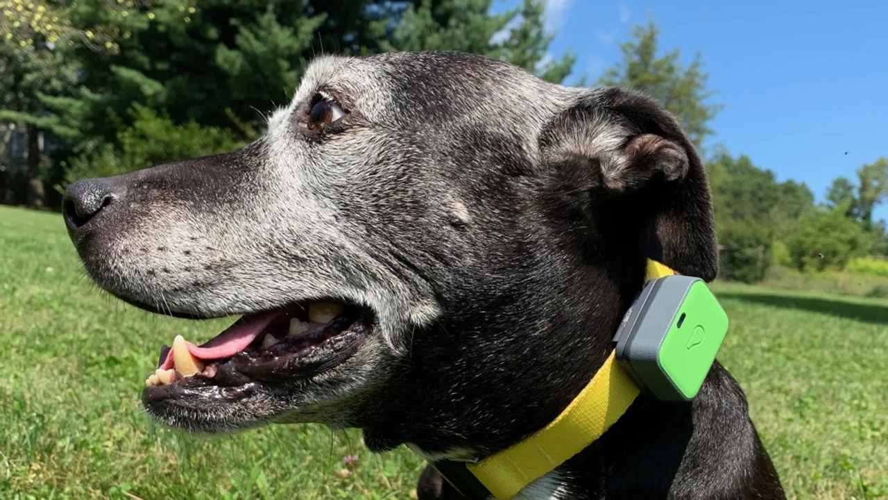 Best dog gps tracker