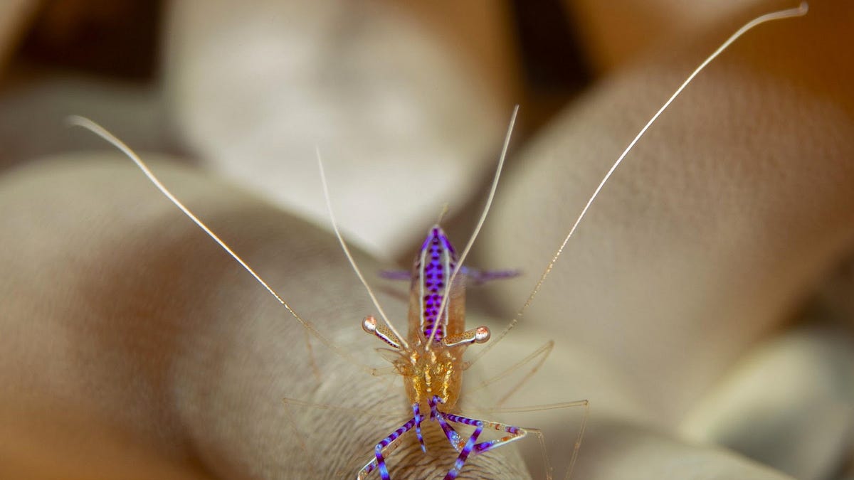 How to choose fish macro photography gear: best fish macro photography tips