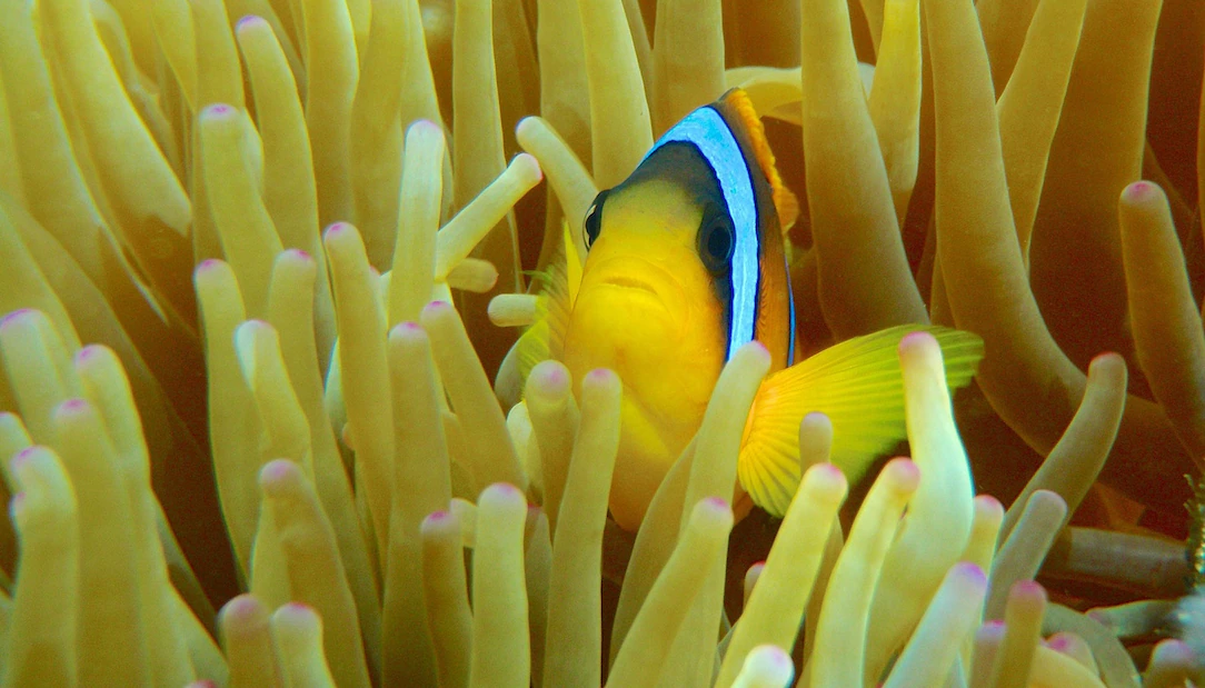 Best fish macro photography tips