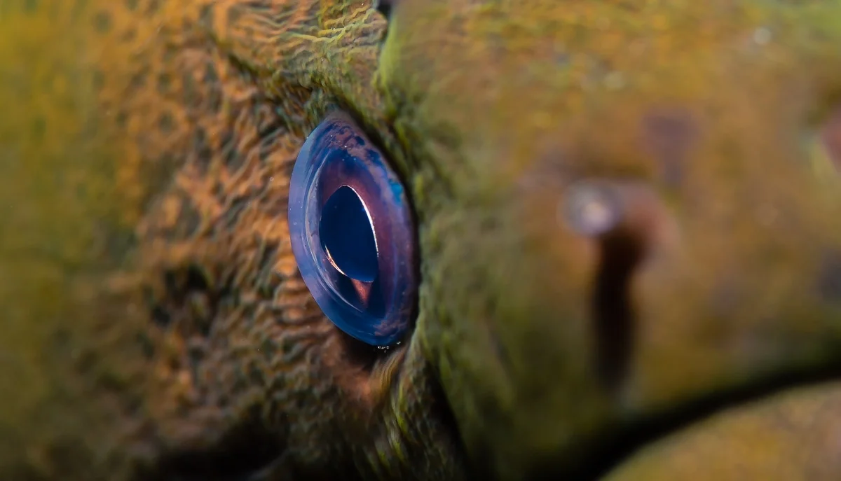 Best fish macro photography tips