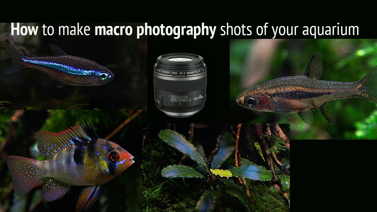Best fish macro photography tips