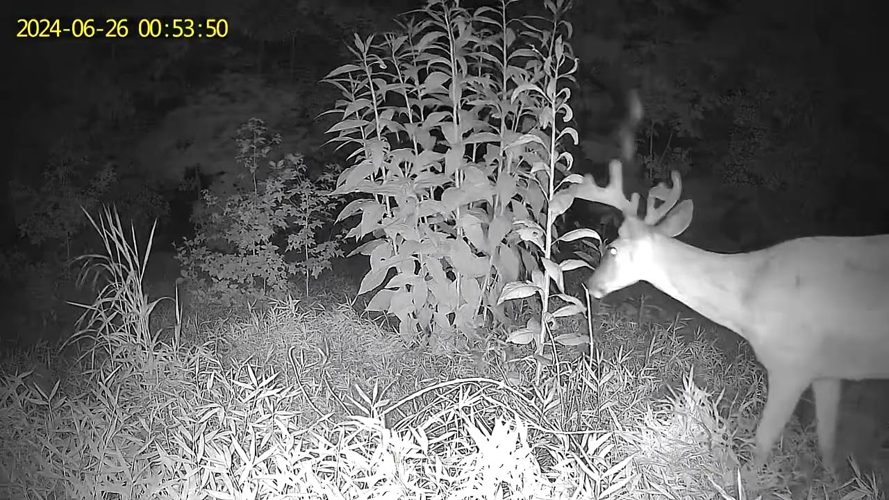 Best game camera