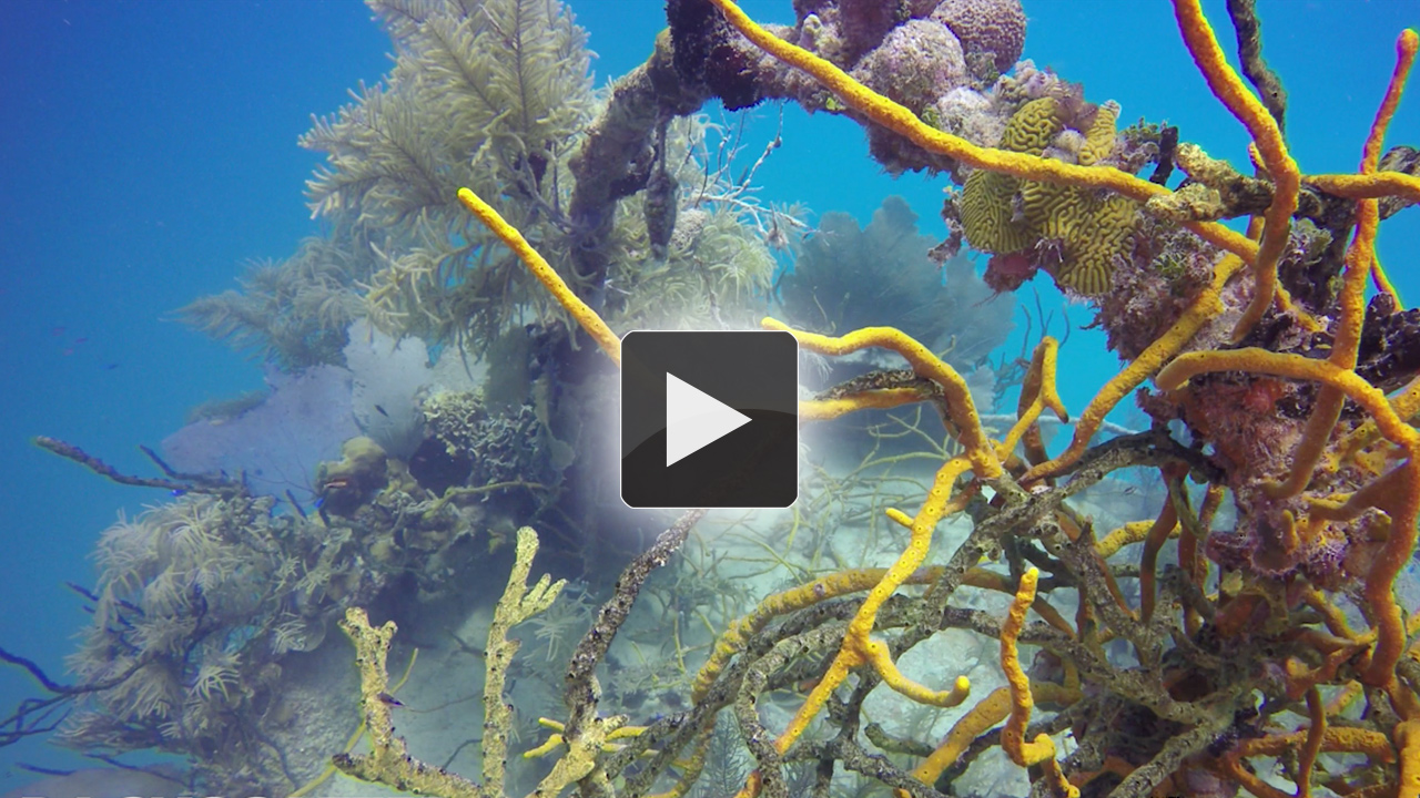 Best gopro for underwater
