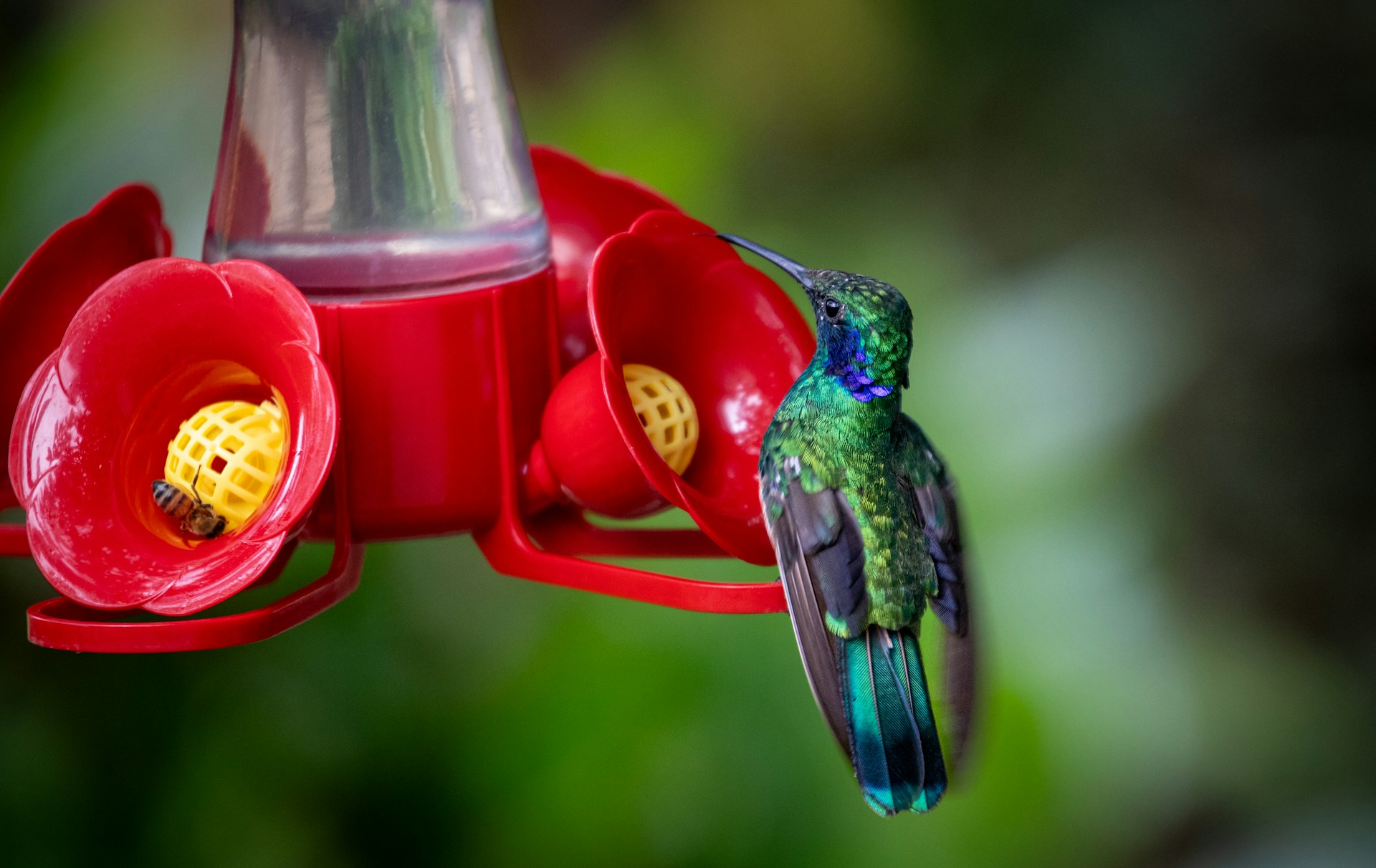 How to choose a hummingbird feeder with camera