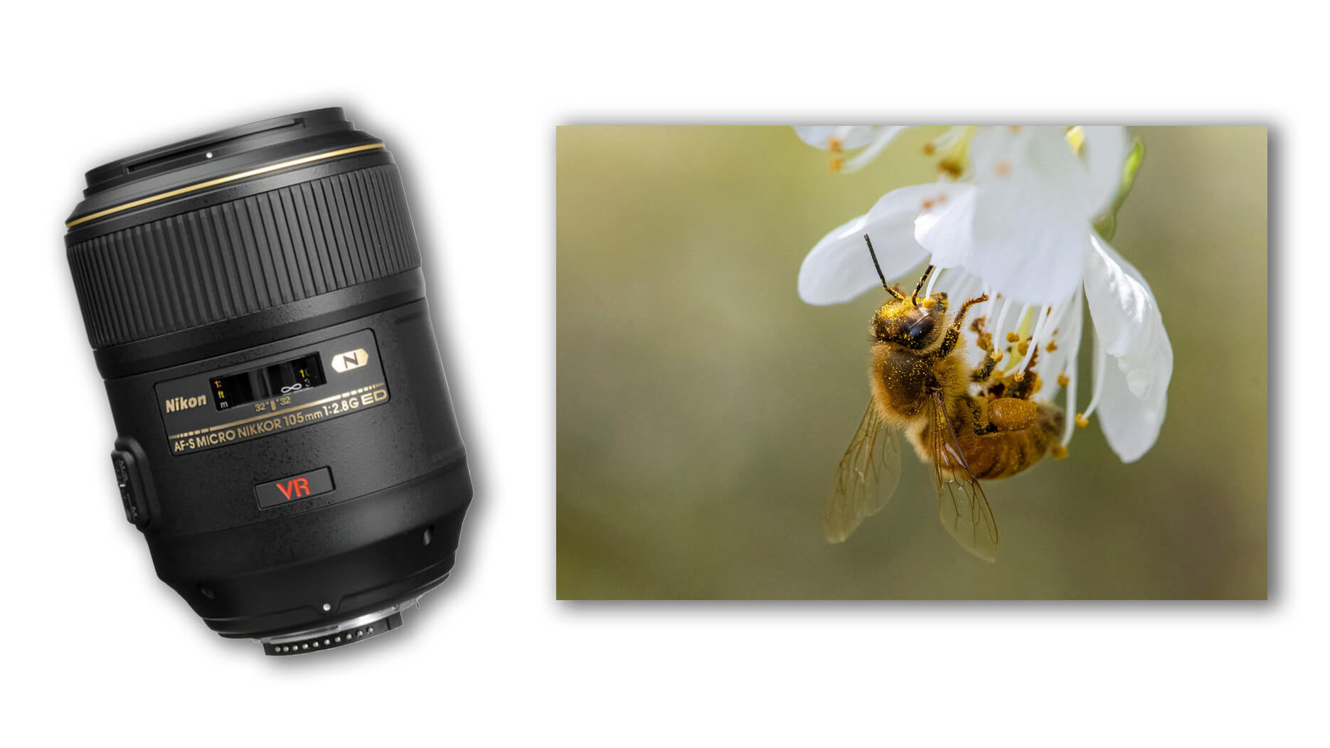 Best macro lenses for nikon