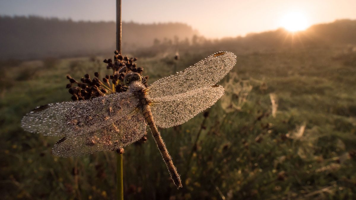 How to choose best macro photography