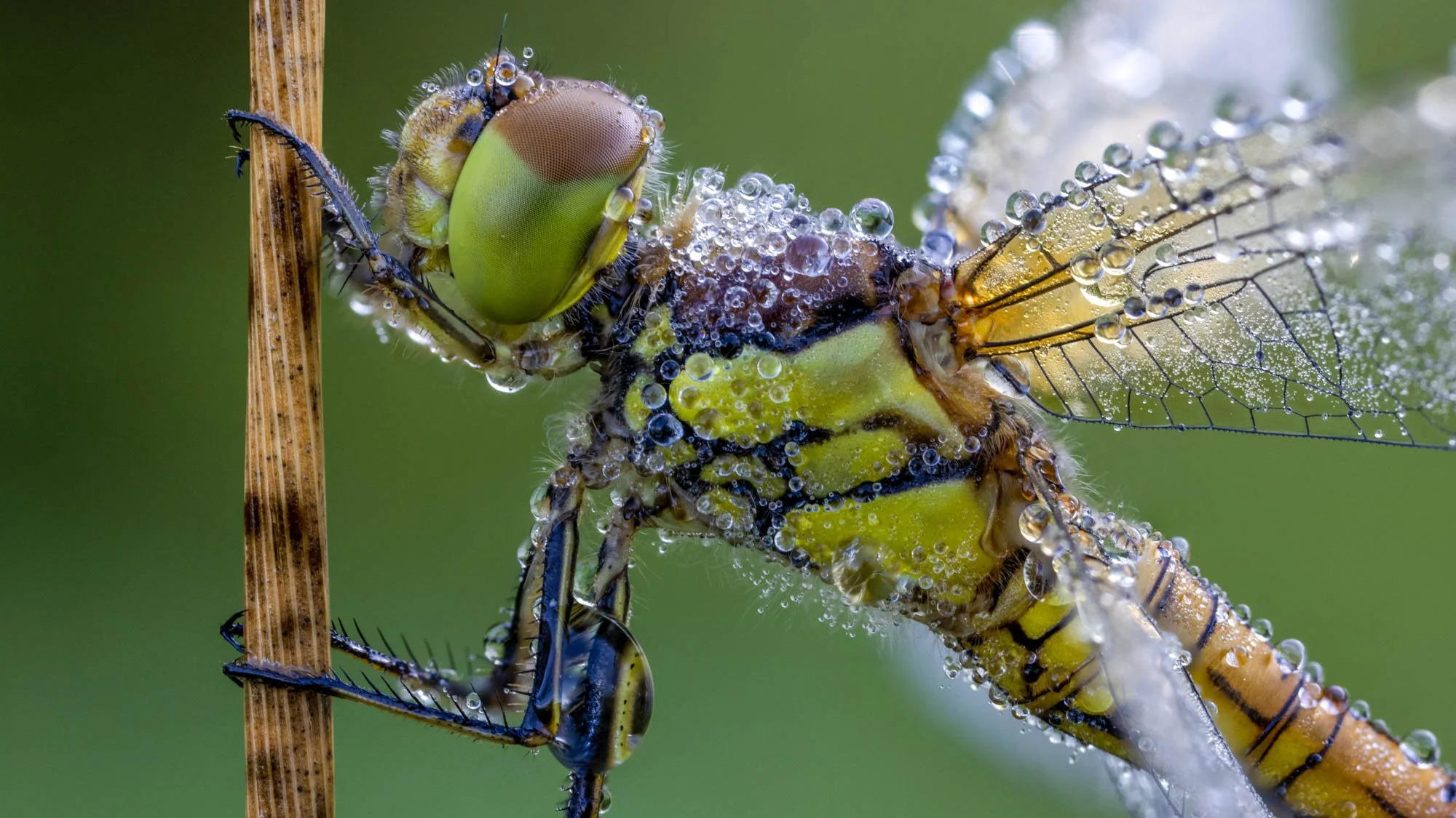 Best macro photography