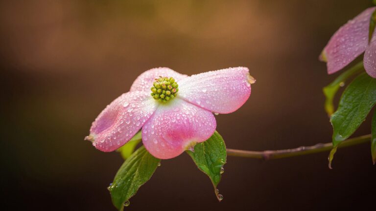 10 Best Macro Photography (2026)