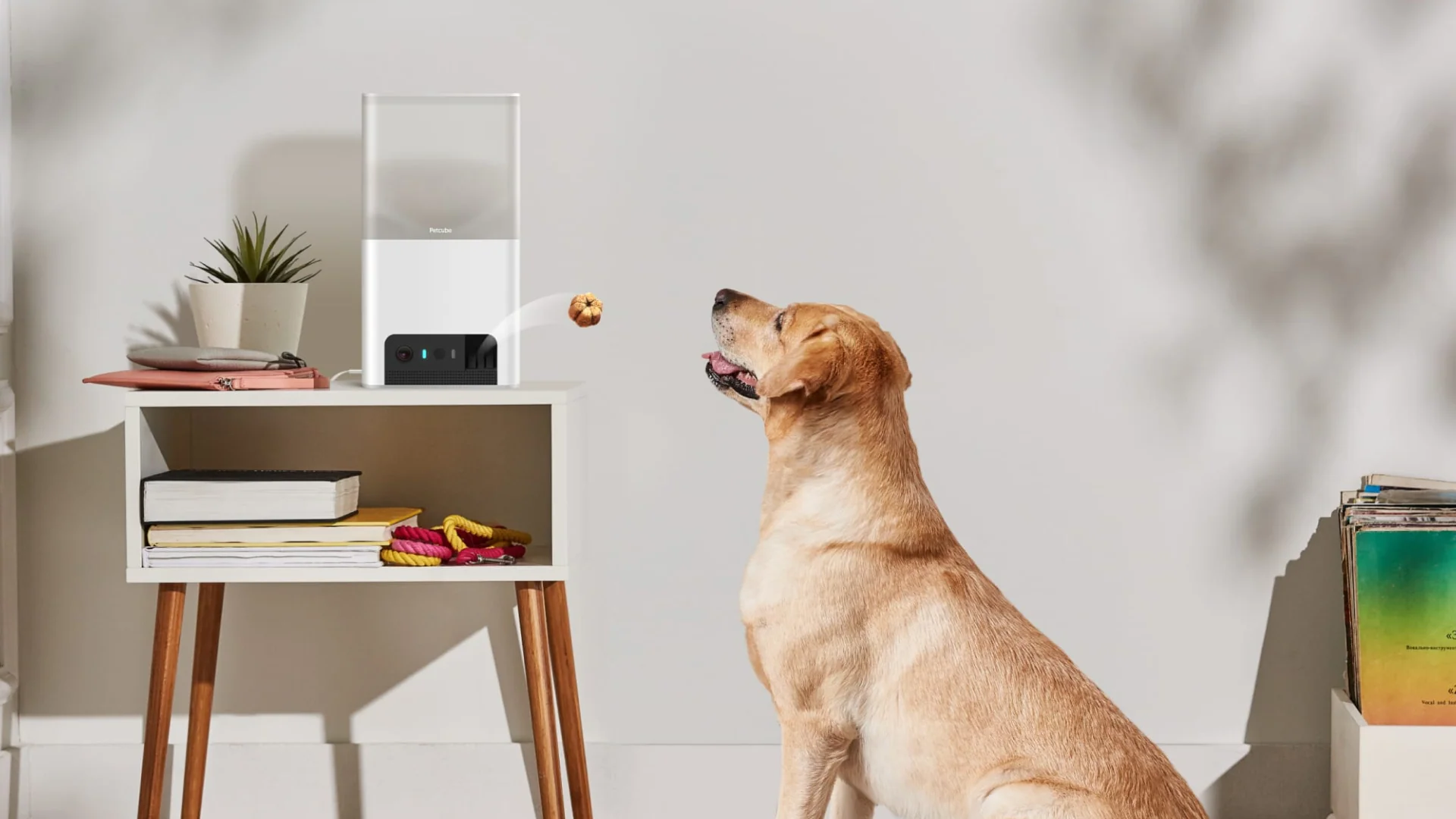 How to choose best pet camera