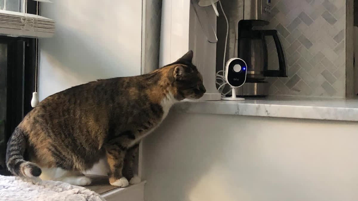 Best pet camera