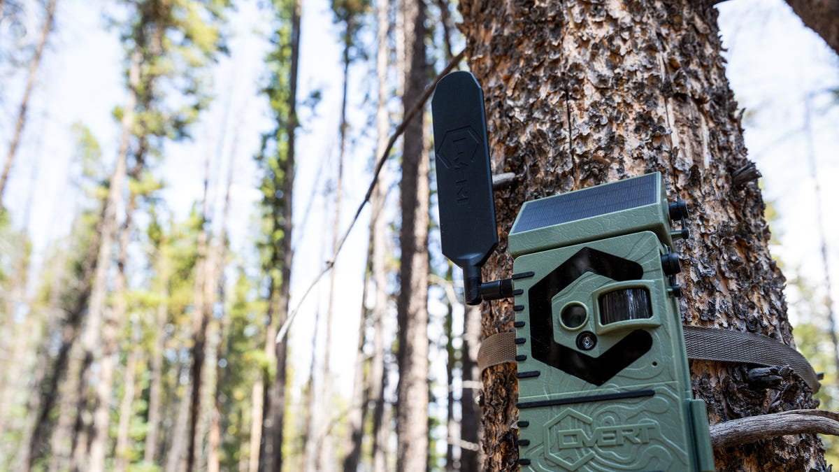 How to choose a trail camera: best trail camera consumer report