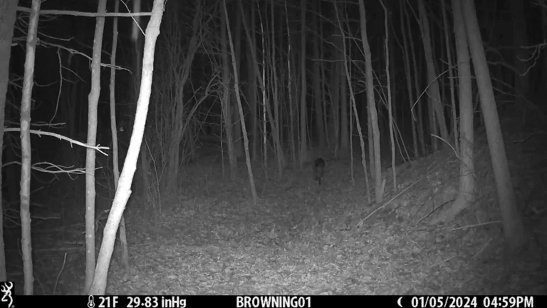 10 Best Trail Cameras (2026)