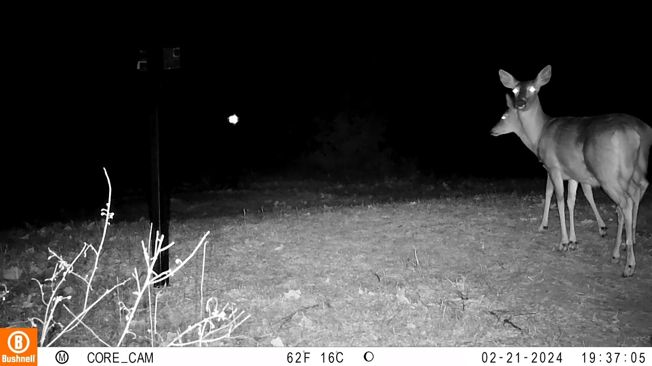 Best trail cameras for wildlife