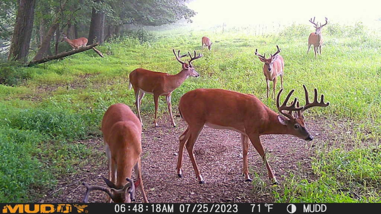 Best trail cams