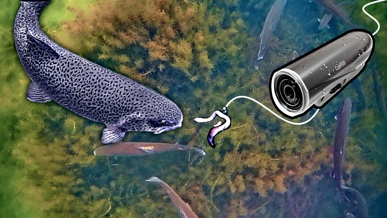 Best underwater fishing camera