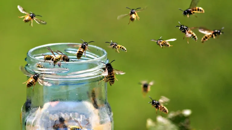 10 Best Wasp Deterrents (2026)